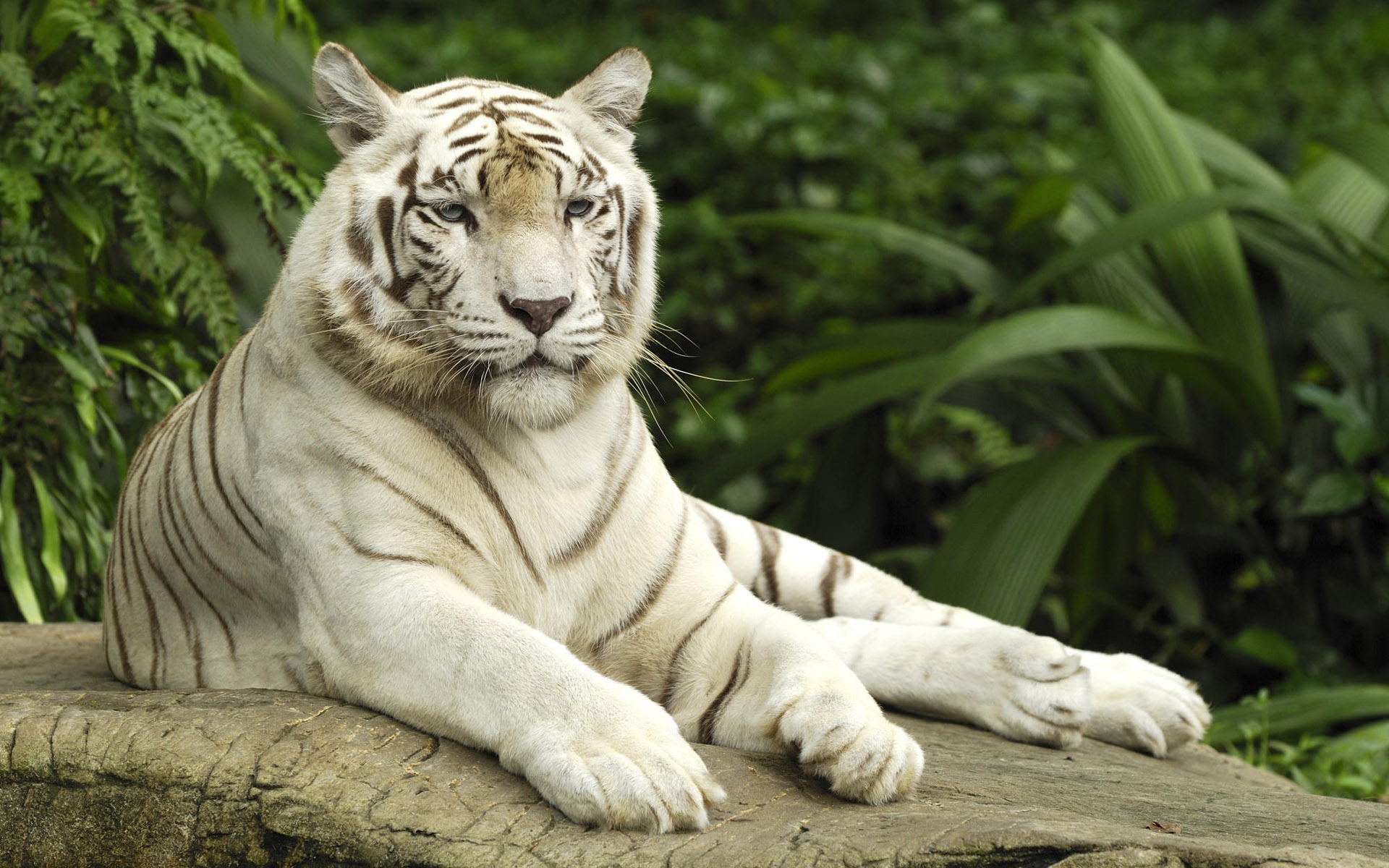 Tiger Panthera Tigris Singapore275815372